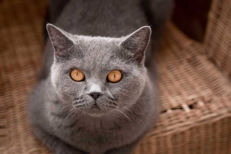 15 Top Cat Breeds With Big Eyes