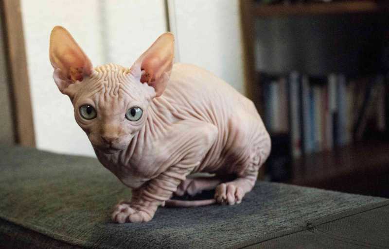 15 Top Cat Breeds With Big Eyes