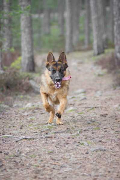 16 Cute German Shepherd Dogs & Puppies