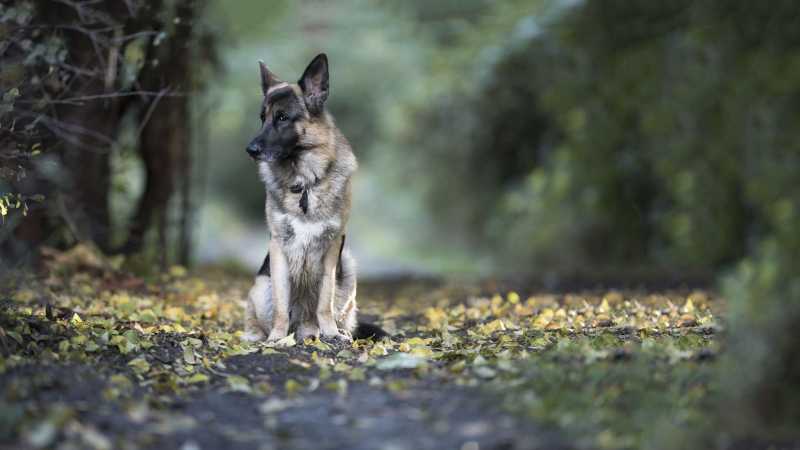 16 Cute German Shepherd Dogs & Puppies