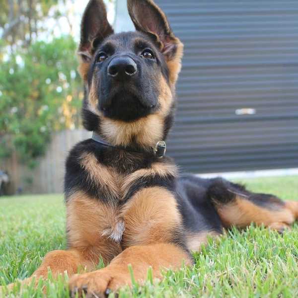 16 Cute German Shepherd Dogs & Puppies