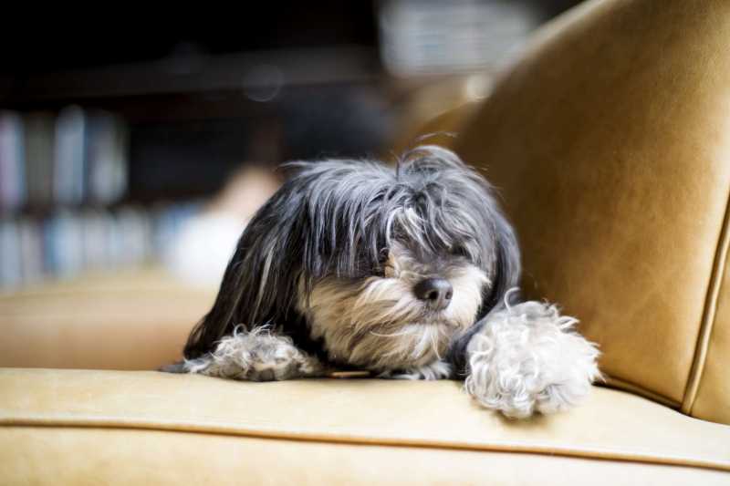 19 Toy Dog Breeds That Are Great as Pets 