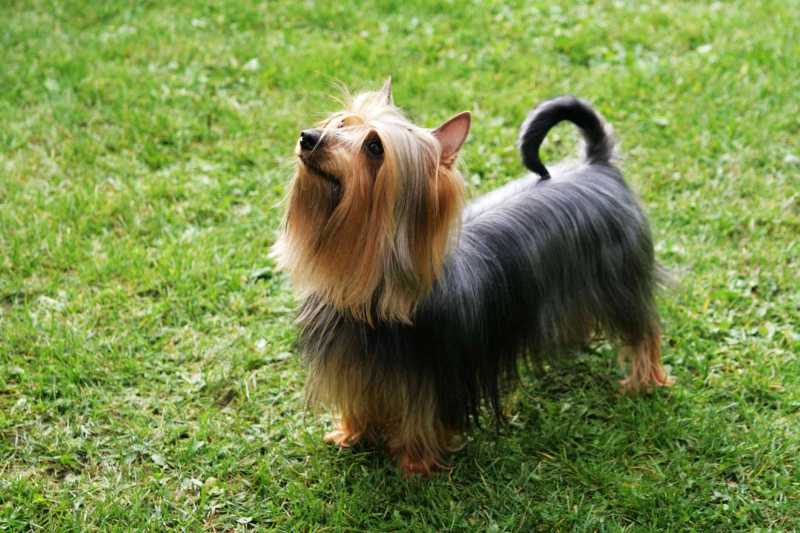 19 Toy Dog Breeds That Are Great as Pets 
