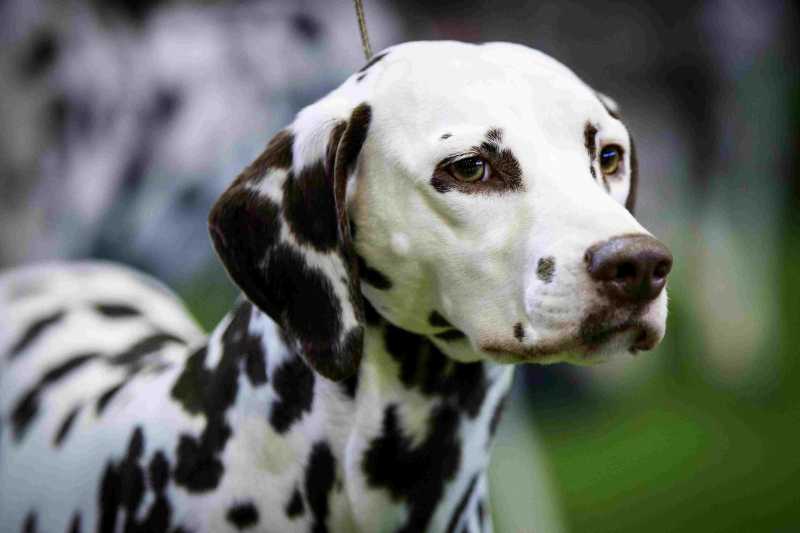 20 Popular Medium-Size Dog Breeds