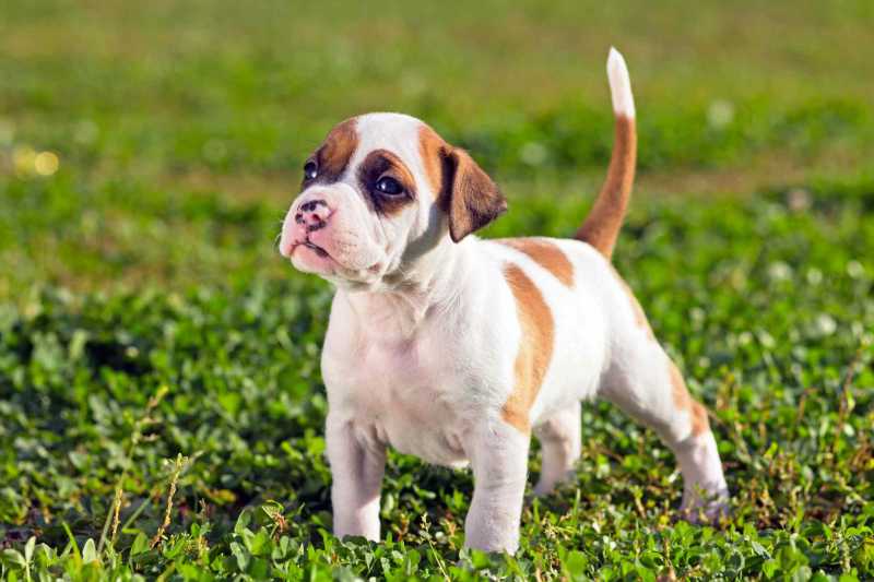 25 Cutest Dog Breeds to Keep as Pets