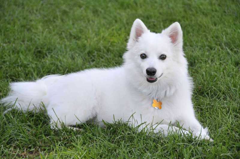 25 Cutest Dog Breeds to Keep as Pets