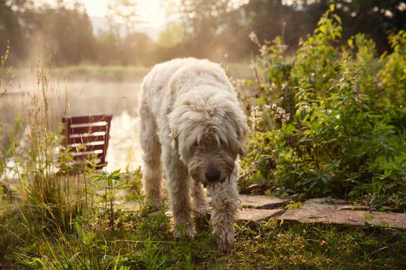 26 Hypoallergenic Dog Breeds for Anyone With Allergies