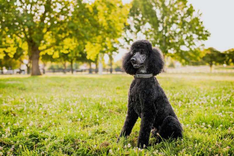 26 Hypoallergenic Dog Breeds for Anyone With Allergies