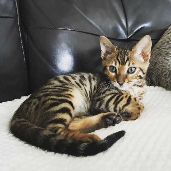 Pictures and Facts About Bengal Cats and Kittens
