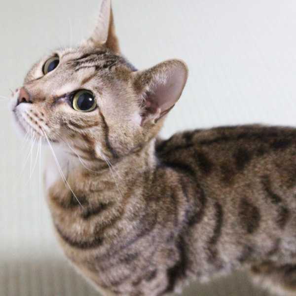 Pictures and Facts About Bengal Cats and Kittens