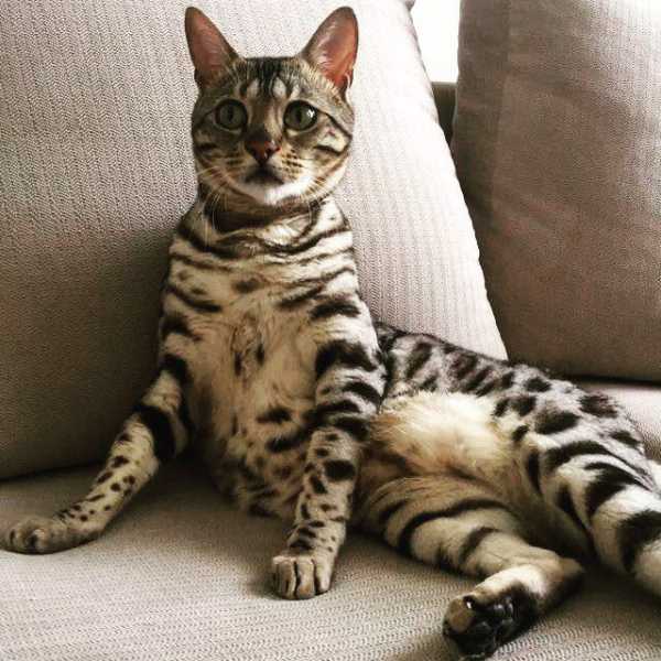 Pictures and Facts About Bengal Cats and Kittens