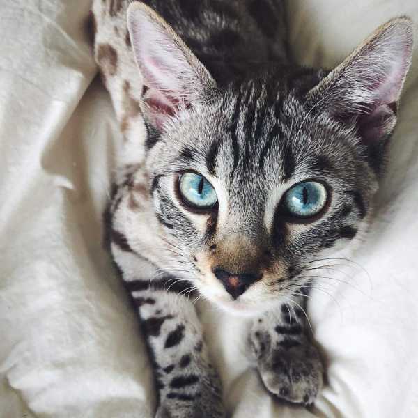 Pictures and Facts About Bengal Cats and Kittens