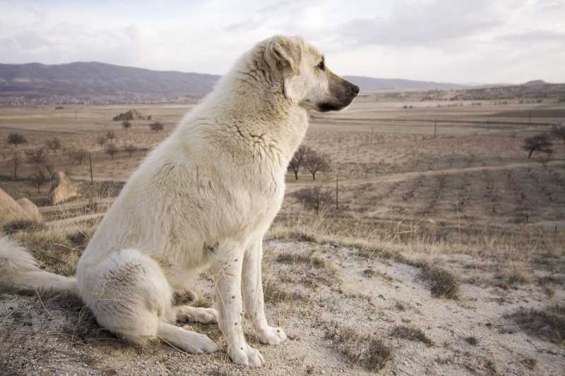 Anatolian Shepherd: Dog Breed Characteristics & Care