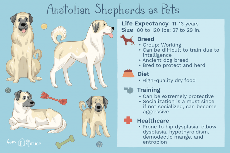 Anatolian Shepherd: Dog Breed Characteristics & Care