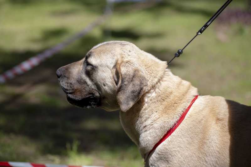 Anatolian Shepherd: Dog Breed Characteristics & Care