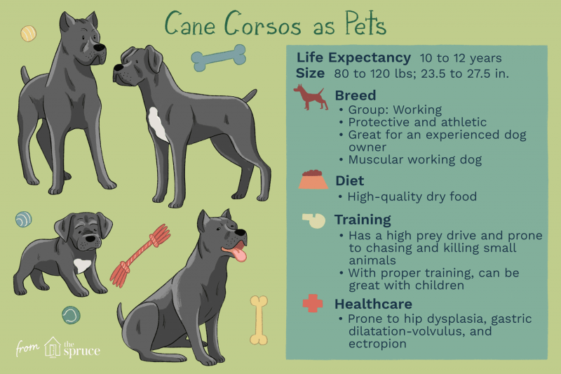 Cane Corso: Dog Breed Characteristics & Care