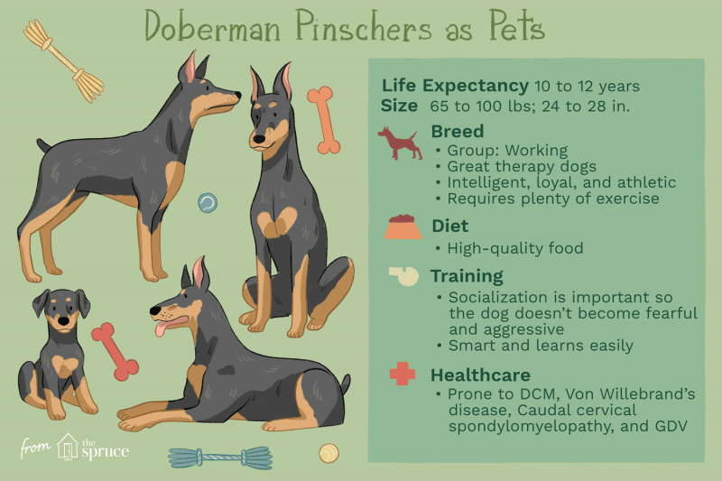Doberman Pinscher (Dobie): Dog Breed Characteristics & Care